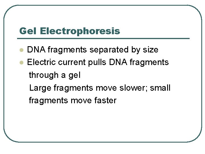 Gel Electrophoresis DNA fragments separated by size l Electric current pulls DNA fragments through