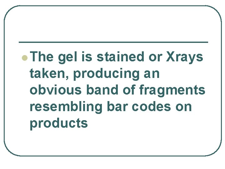 l The gel is stained or Xrays taken, producing an obvious band of fragments