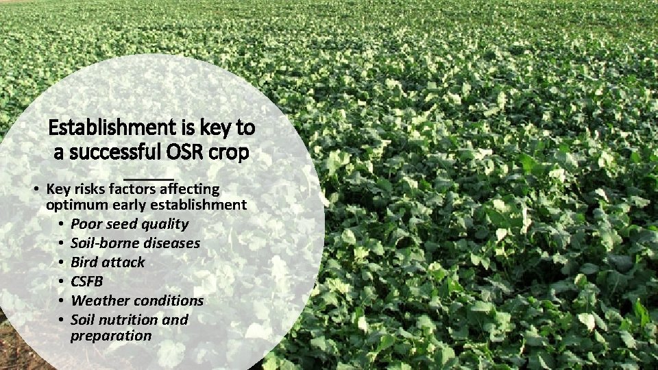 Establishment is key to a successful OSR crop • Key risks factors affecting optimum