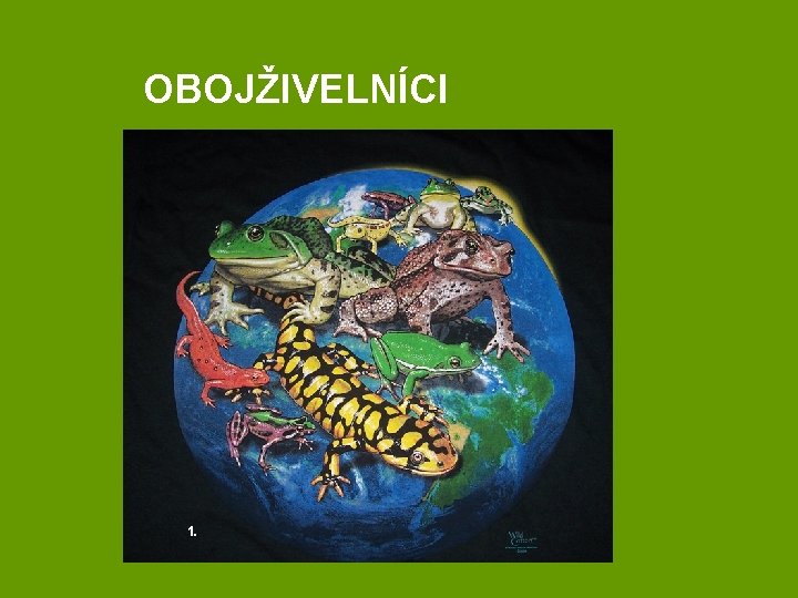 OBOJŽIVELNÍCI Co patří mezi obojživelníky ? 1. 