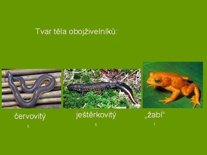 Tvar těla obojživelníků: červovitý 5. ještěrkovitý „žabí“ 6. 7. 