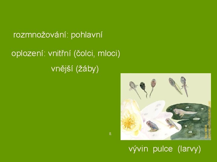 rozmnožování: pohlavní oplození: vnitřní (čolci, mloci) vnější (žáby) 8. vývin pulce (larvy) 