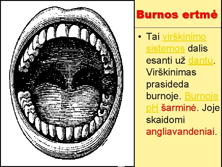 Burnos ertmė • Tai virškinimo sistemos dalis esanti už dantų. Virškinimas prasideda burnoje. Burnoje