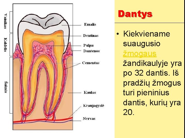 Dantys • Kiekviename suaugusio žmogaus žandikaulyje yra po 32 dantis. Iš pradžių žmogus turi