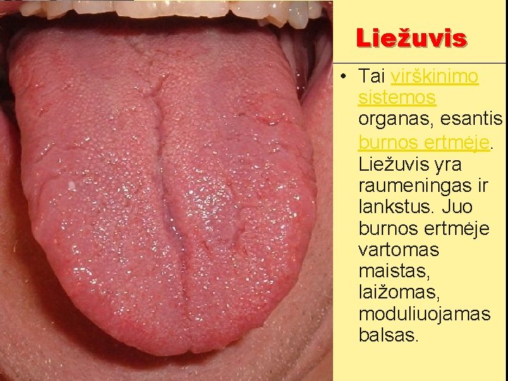 Liežuvis • Tai virškinimo sistemos organas, esantis burnos ertmėje. Liežuvis yra raumeningas ir lankstus.