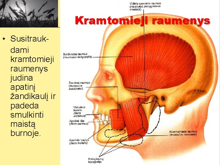 Kramtomieji raumenys • Susitraukdami kramtomieji raumenys judina apatinį žandikaulį ir padeda smulkinti maistą burnoje.