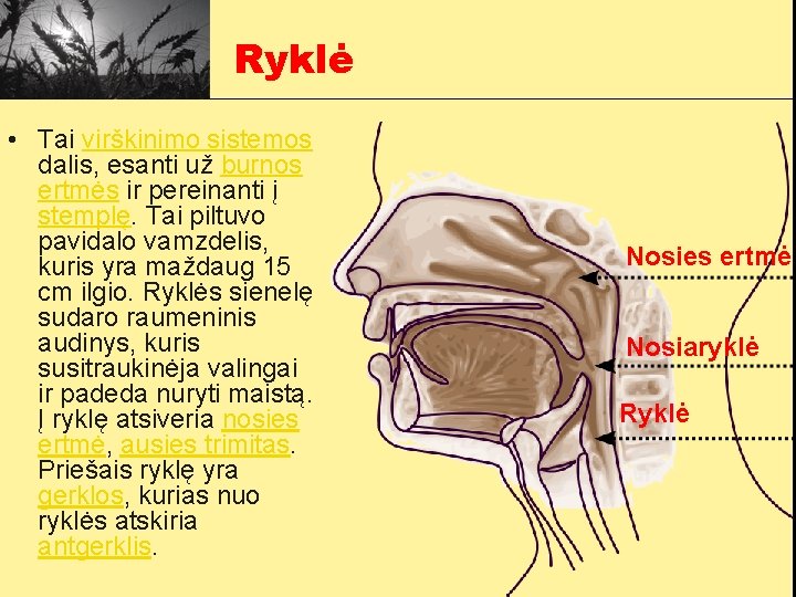 Ryklė • Tai virškinimo sistemos dalis, esanti už burnos ertmės ir pereinanti į stemplę.