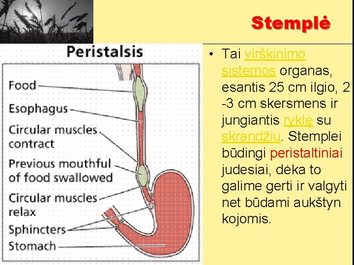 Stemplė • Tai virškinimo sistemos organas, esantis 25 cm ilgio, 2 -3 cm skersmens