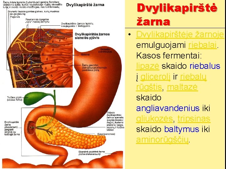 Dvylikapirštė žarna • Dvylikapirštėje žarnoje emulguojami riebalai. Kasos fermentai: lipazė skaido riebalus į glicerolį