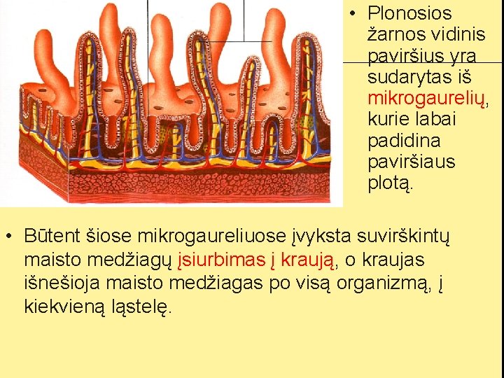  • Plonosios žarnos vidinis paviršius yra sudarytas iš mikrogaurelių, kurie labai padidina paviršiaus