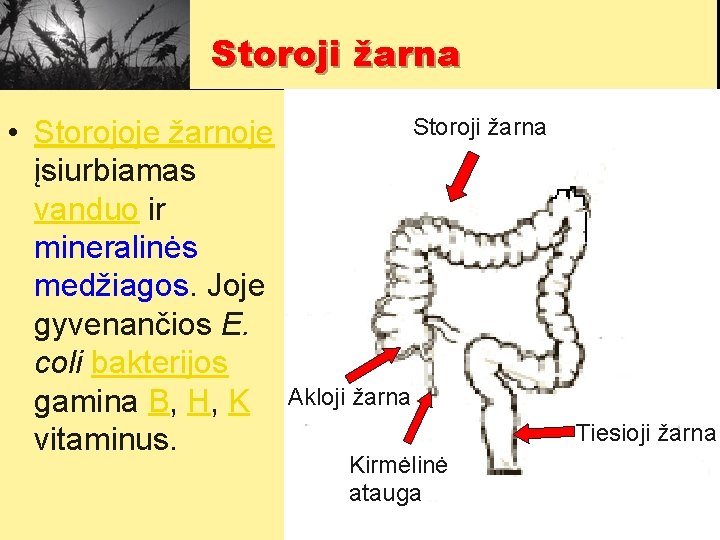 Storoji žarna • Storojoje žarnoje įsiurbiamas vanduo ir mineralinės medžiagos. Joje gyvenančios E. coli