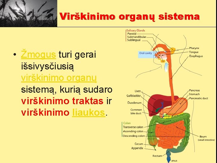 Virškinimo organų sistema • Žmogus turi gerai išsivysčiusią virškinimo organų sistemą, kurią sudaro virškinimo