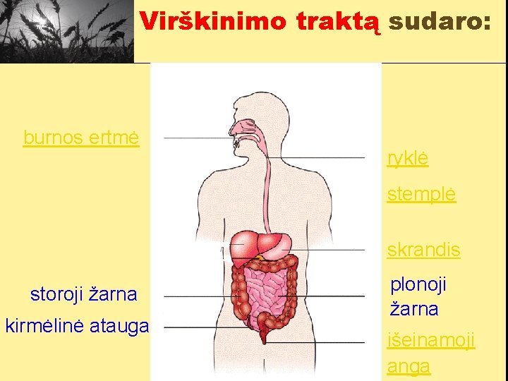 Virškinimo traktą sudaro: burnos ertmė ryklė stemplė skrandis storoji žarna kirmėlinė atauga plonoji žarna