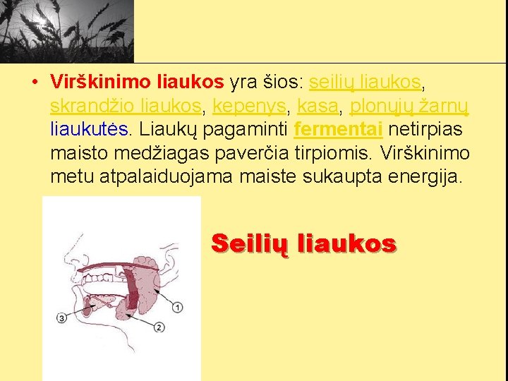  • Virškinimo liaukos yra šios: seilių liaukos, skrandžio liaukos, kepenys, kasa, plonųjų žarnų