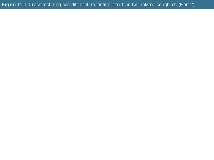 Figure 11. 6 Cross-fostering has different imprinting effects in two related songbirds (Part 2)