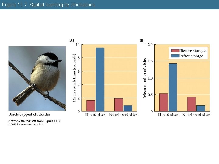 Figure 11. 7 Spatial learning by chickadees 