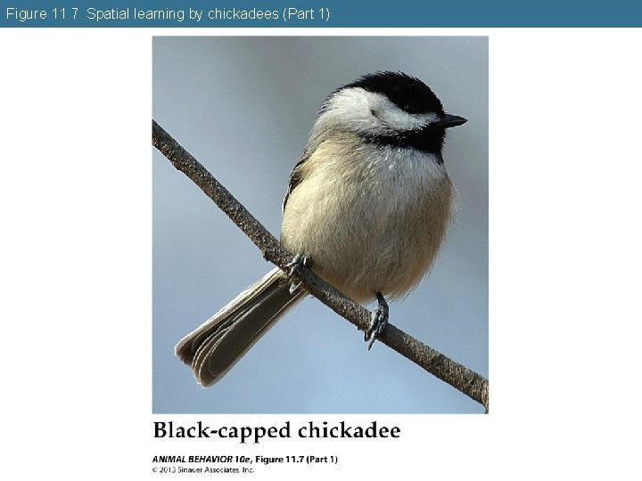 Figure 11. 7 Spatial learning by chickadees (Part 1) 