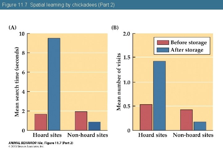 Figure 11. 7 Spatial learning by chickadees (Part 2) 