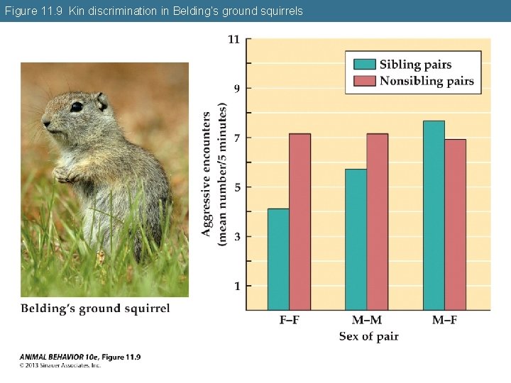 Figure 11. 9 Kin discrimination in Belding’s ground squirrels 