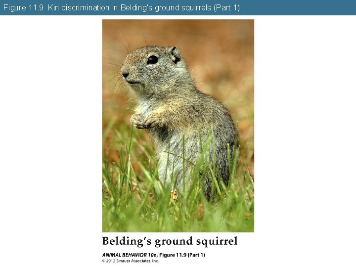 Figure 11. 9 Kin discrimination in Belding’s ground squirrels (Part 1) 