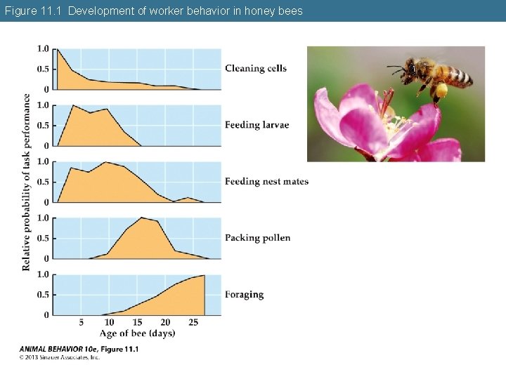 Figure 11. 1 Development of worker behavior in honey bees 