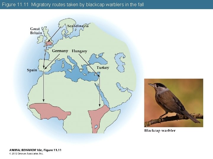 Figure 11. 11 Migratory routes taken by blackcap warblers in the fall 