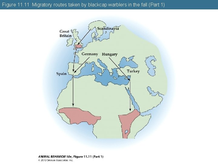 Figure 11. 11 Migratory routes taken by blackcap warblers in the fall (Part 1)