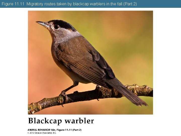 Figure 11. 11 Migratory routes taken by blackcap warblers in the fall (Part 2)