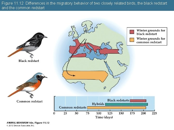 Figure 11. 12 Differences in the migratory behavior of two closely related birds, the