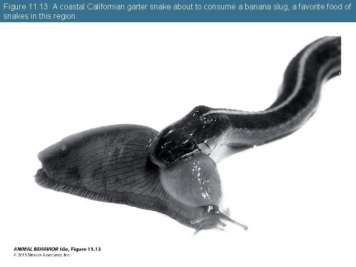 Figure 11. 13 A coastal Californian garter snake about to consume a banana slug,