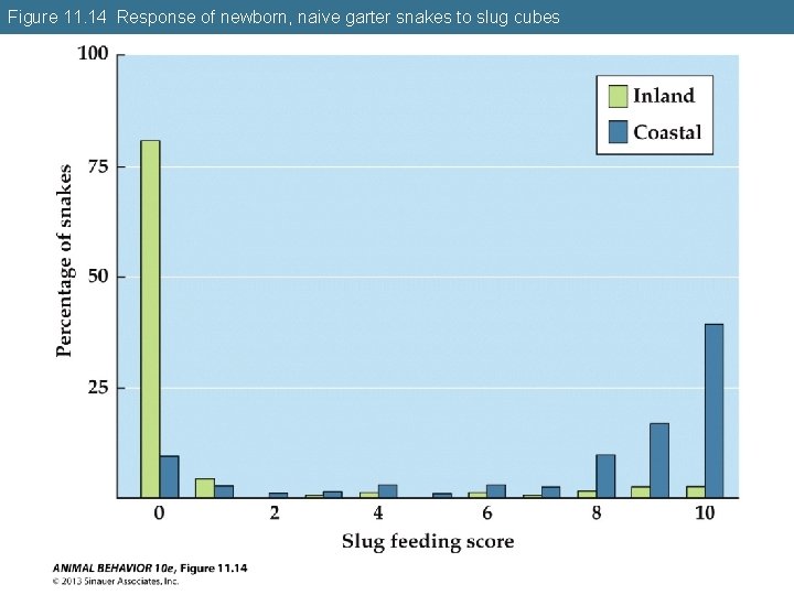 Figure 11. 14 Response of newborn, naive garter snakes to slug cubes 