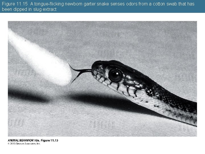 Figure 11. 15 A tongue-flicking newborn garter snake senses odors from a cotton swab