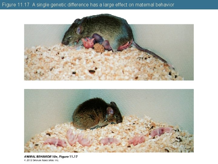 Figure 11. 17 A single genetic difference has a large effect on maternal behavior