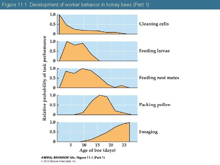 Figure 11. 1 Development of worker behavior in honey bees (Part 1) 