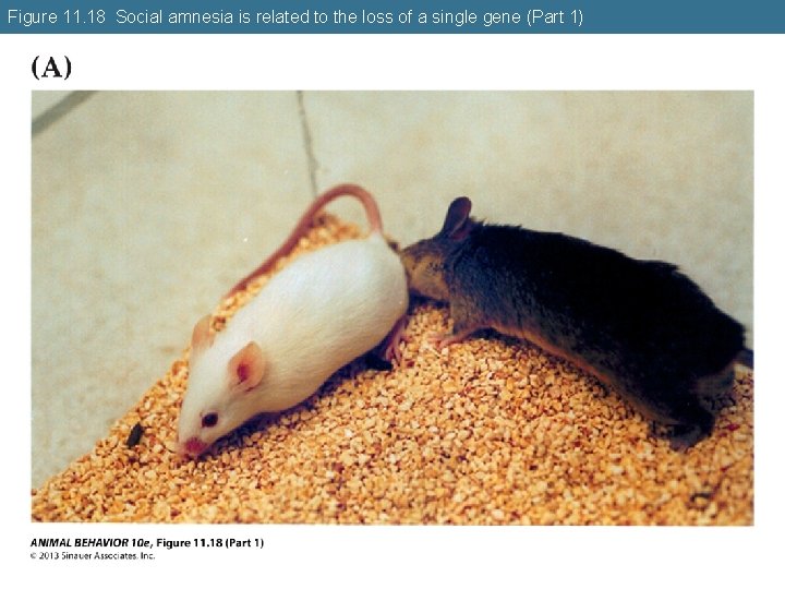 Figure 11. 18 Social amnesia is related to the loss of a single gene
