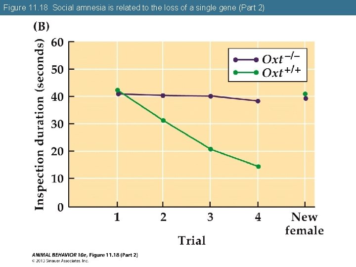 Figure 11. 18 Social amnesia is related to the loss of a single gene