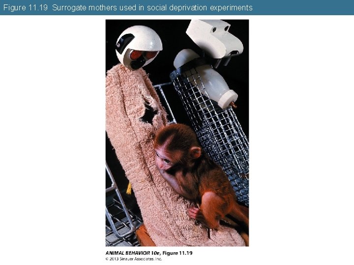Figure 11. 19 Surrogate mothers used in social deprivation experiments 