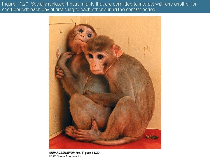 Figure 11. 20 Socially isolated rhesus infants that are permitted to interact with one