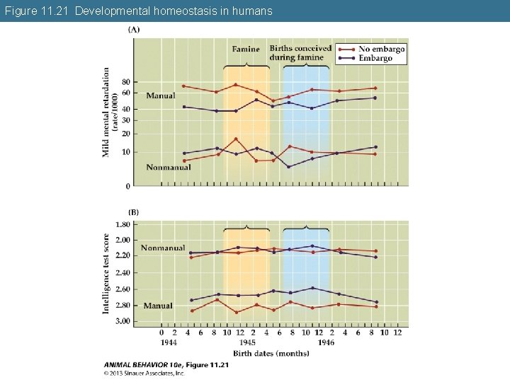 Figure 11. 21 Developmental homeostasis in humans 