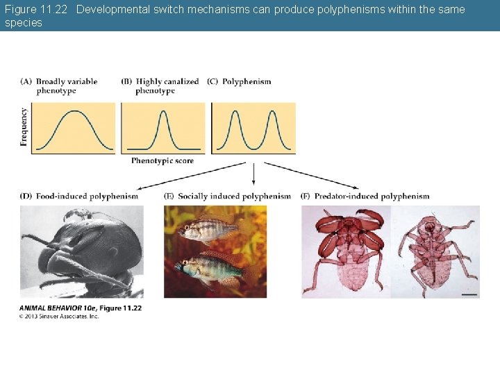 Figure 11. 22 Developmental switch mechanisms can produce polyphenisms within the same species 