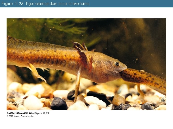 Figure 11. 23 Tiger salamanders occur in two forms 