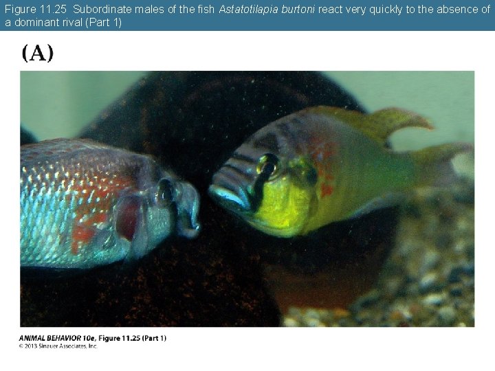 Figure 11. 25 Subordinate males of the fish Astatotilapia burtoni react very quickly to