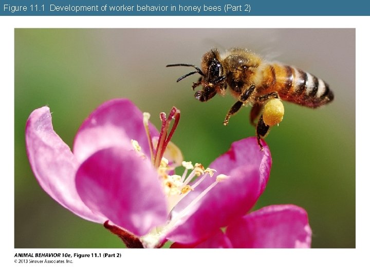 Figure 11. 1 Development of worker behavior in honey bees (Part 2) 