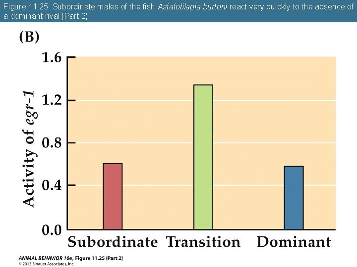 Figure 11. 25 Subordinate males of the fish Astatotilapia burtoni react very quickly to