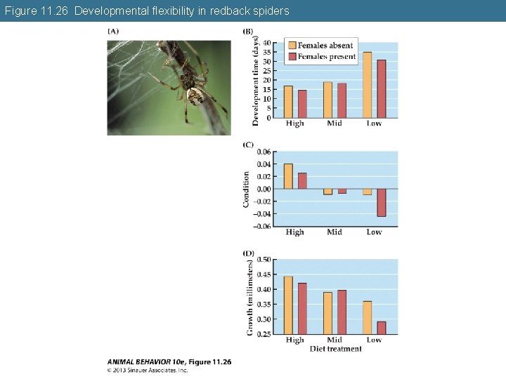 Figure 11. 26 Developmental flexibility in redback spiders 