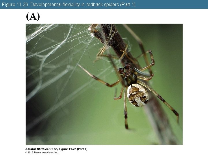 Figure 11. 26 Developmental flexibility in redback spiders (Part 1) 