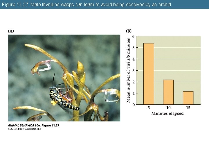 Figure 11. 27 Male thynnine wasps can learn to avoid being deceived by an