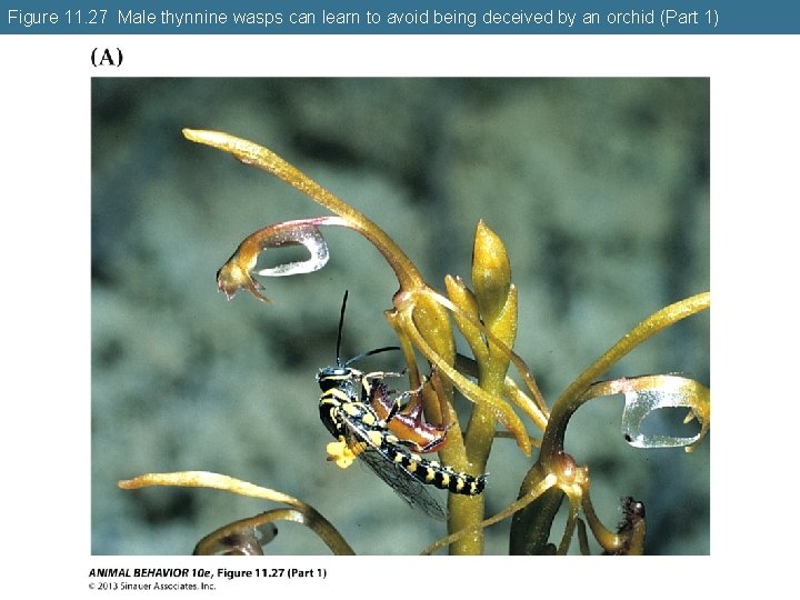 Figure 11. 27 Male thynnine wasps can learn to avoid being deceived by an