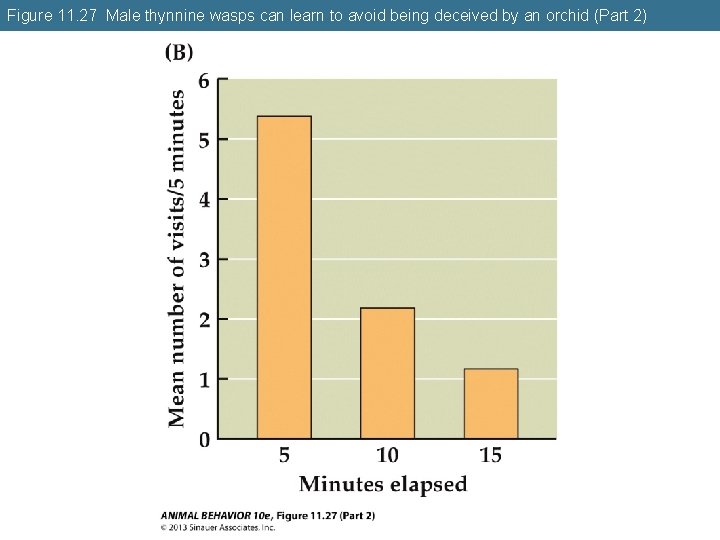 Figure 11. 27 Male thynnine wasps can learn to avoid being deceived by an