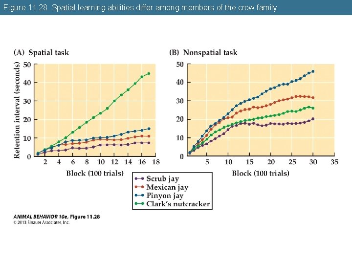Figure 11. 28 Spatial learning abilities differ among members of the crow family 